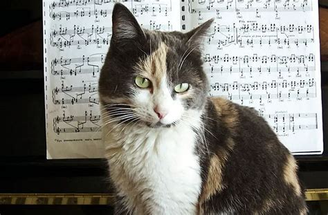 do cats like jazz music and do they prefer it over classical compositions during nap time?