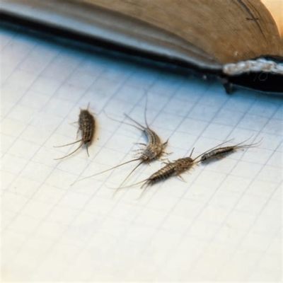 do silverfish eat books? Do they also prefer the smell of old books?